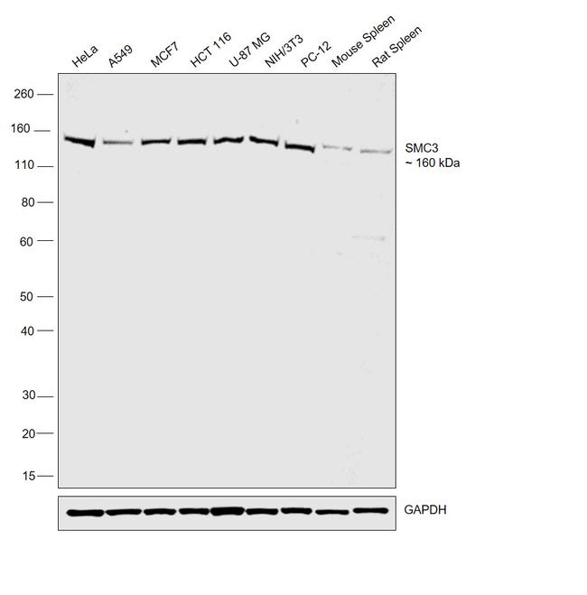 SMC3 Antibody in Western Blot (WB)