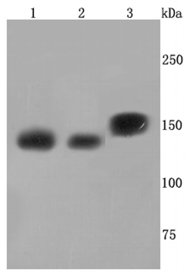 SMC3 Antibody in Western Blot (WB)