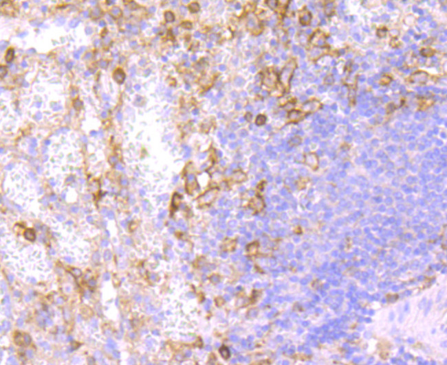 CD32 Antibody in Immunohistochemistry (Paraffin) (IHC (P))