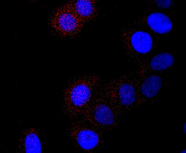 Cathepsin H/K/L/V Antibody in Immunocytochemistry (ICC/IF)