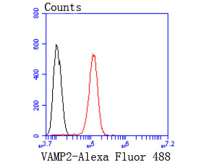 VAMP2 Antibody in Flow Cytometry (Flow)