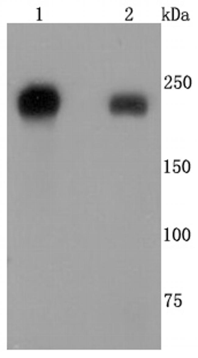 CD104 (Integrin beta 4) Antibody in Western Blot (WB)