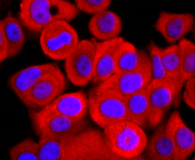 ATP5A1 Antibody in Immunocytochemistry (ICC/IF)