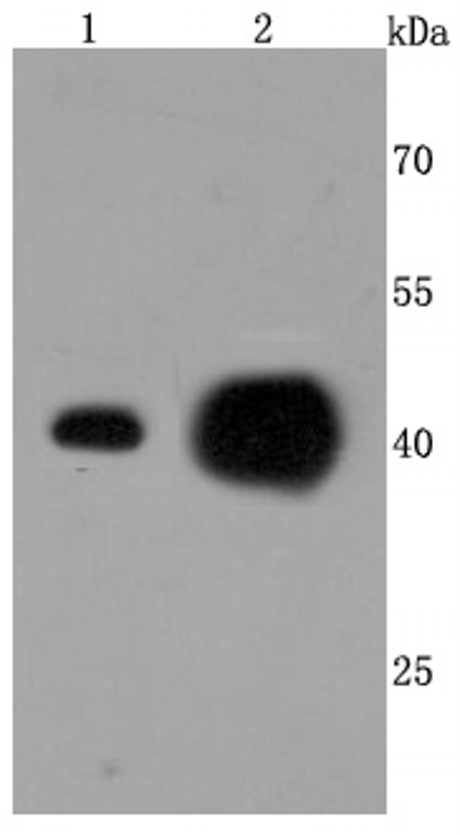 ATP5A1 Antibody in Western Blot (WB)