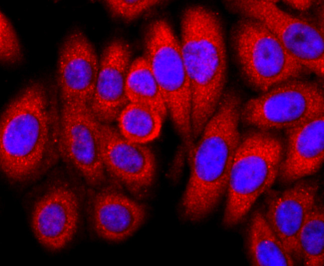 FKBP12 Antibody in Immunocytochemistry (ICC/IF)