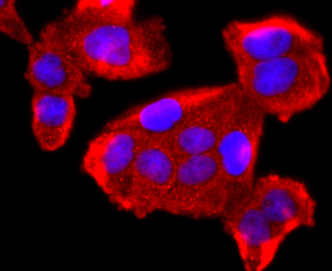 FKBP12 Antibody in Immunocytochemistry (ICC/IF)