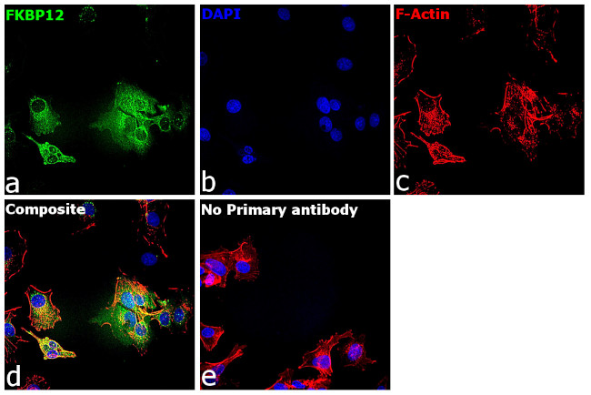 FKBP12 Antibody in Immunocytochemistry (ICC/IF)