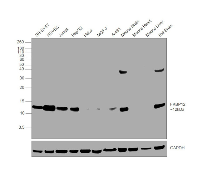 FKBP12 Antibody