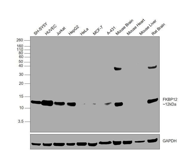 FKBP12 Antibody in Western Blot (WB)