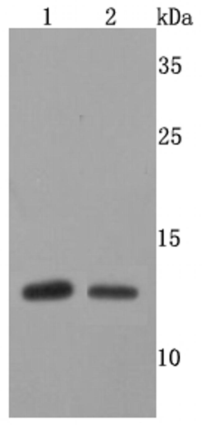 FKBP12 Antibody in Western Blot (WB)