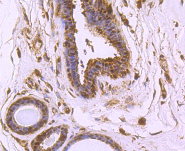 VCP Antibody in Immunohistochemistry (Paraffin) (IHC (P))