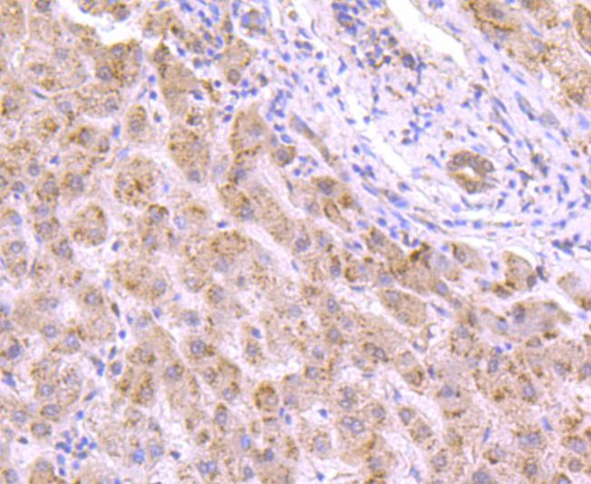 VCP Antibody in Immunohistochemistry (Paraffin) (IHC (P))