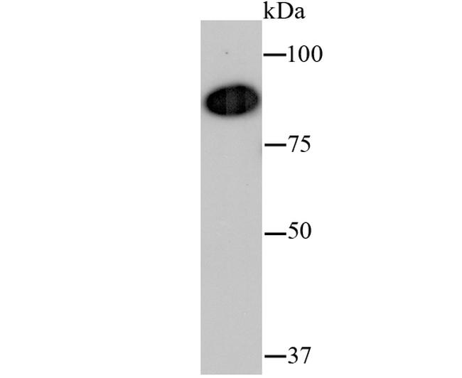 VCP Antibody in Western Blot (WB)