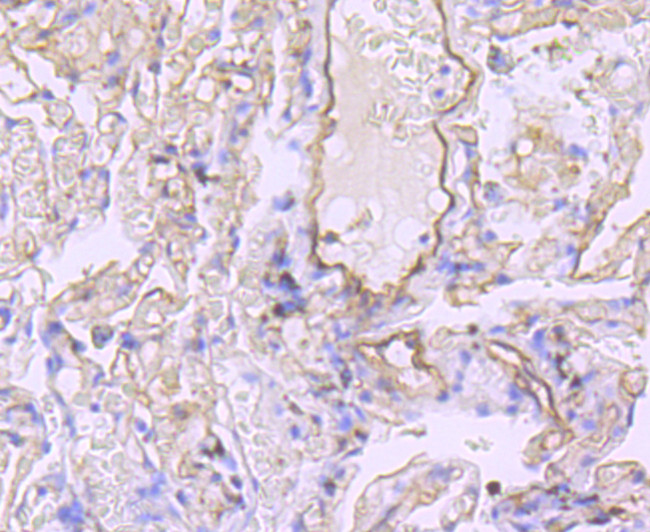 Claudin 5 Antibody in Immunohistochemistry (Paraffin) (IHC (P))