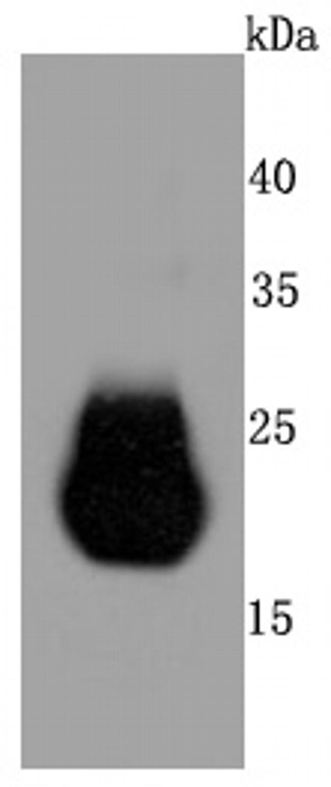 Claudin 5 Antibody in Western Blot (WB)