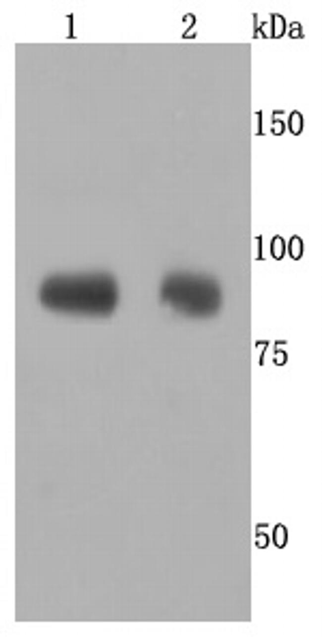 ADAM10 Antibody in Western Blot (WB)