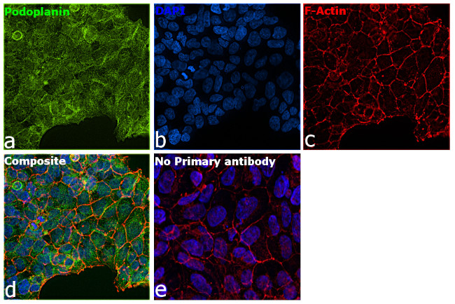 Podoplanin Antibody in Immunocytochemistry (ICC/IF)