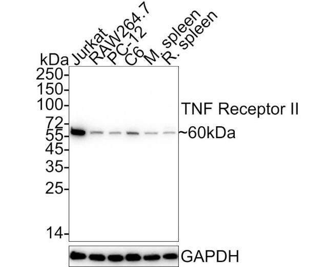 TNFR2 Antibody in Western Blot (WB)