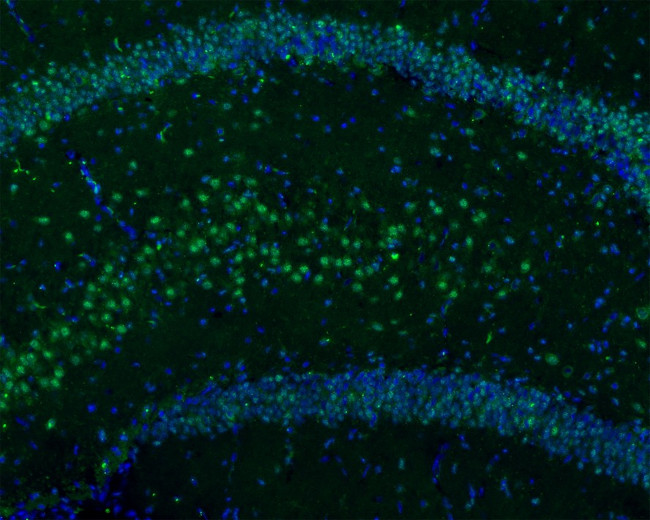 GAD67 Antibody in Immunohistochemistry (Frozen) (IHC (F))