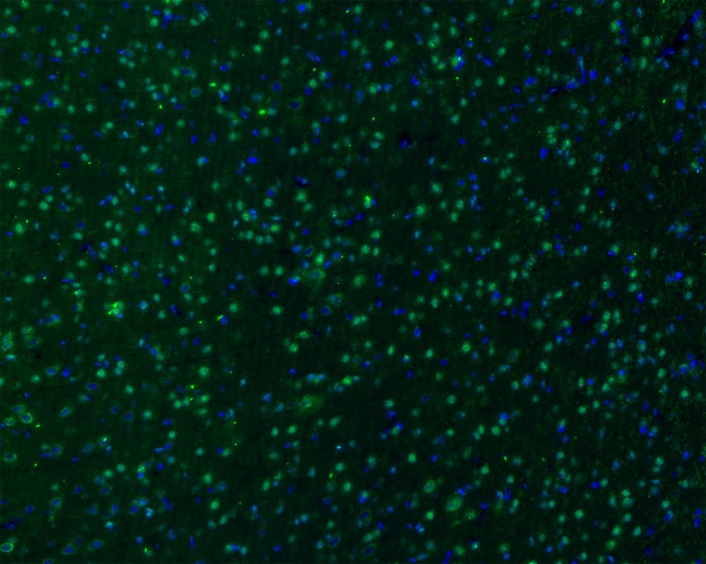 GAD67 Antibody in Immunohistochemistry (Frozen) (IHC (F))