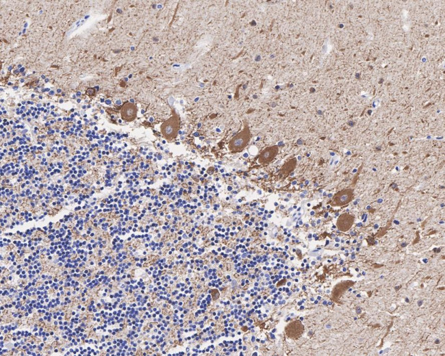 GAD67 Antibody in Immunohistochemistry (Paraffin) (IHC (P))