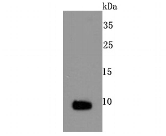 S100 Antibody in Western Blot (WB)