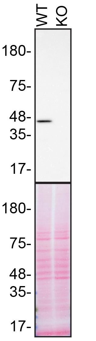 TDP-43 Antibody