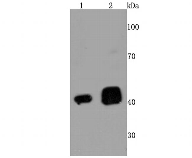 TDP-43 Antibody in Western Blot (WB)