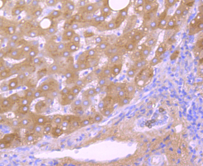 Transthyretin Antibody in Immunohistochemistry (Paraffin) (IHC (P))