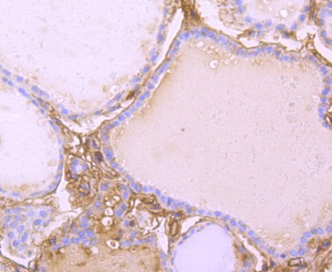 Transthyretin Antibody in Immunohistochemistry (Paraffin) (IHC (P))