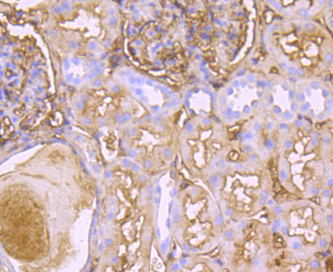 Transthyretin Antibody in Immunohistochemistry (Paraffin) (IHC (P))