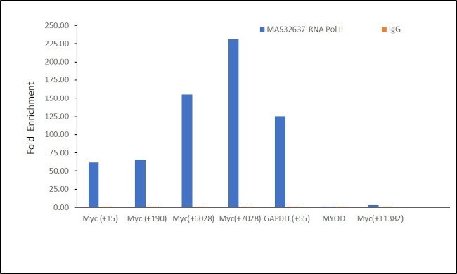 Phospho-RNA pol II CTD (Ser2) Antibody in ChIP Assay (ChIP)