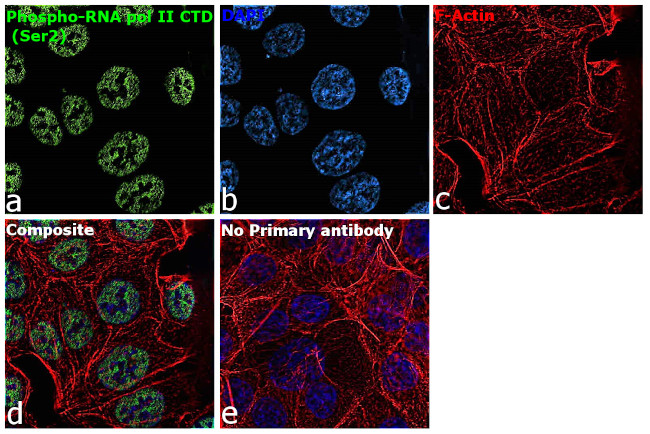 Phospho-RNA pol II CTD (Ser2) Antibody in Immunocytochemistry (ICC/IF)