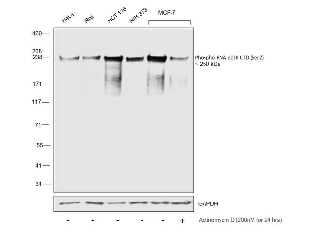 Phospho-RNA pol II CTD (Ser2) Antibody in Western Blot (WB)