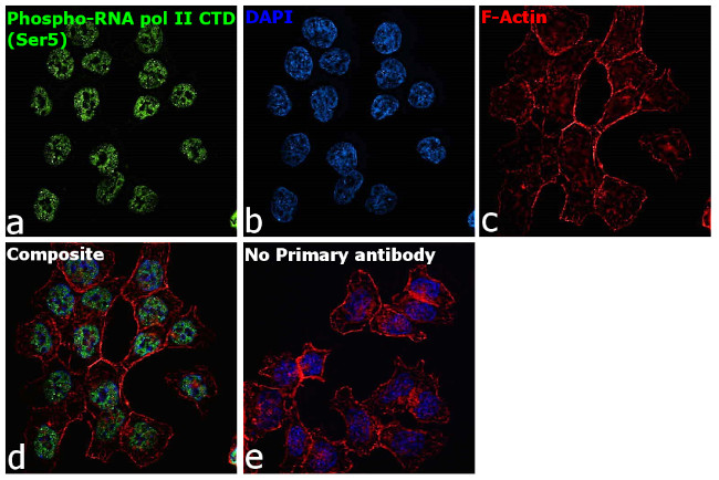 Phospho-RNA pol II CTD (Ser5) Antibody in Immunocytochemistry (ICC/IF)