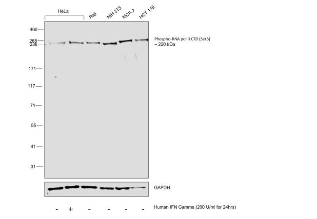 Phospho-RNA pol II CTD (Ser5) Antibody in Western Blot (WB)