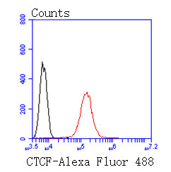 CTCF Antibody in Flow Cytometry (Flow)