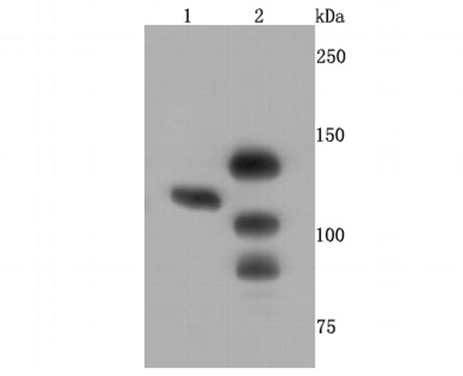 CTCF Antibody in Western Blot (WB)