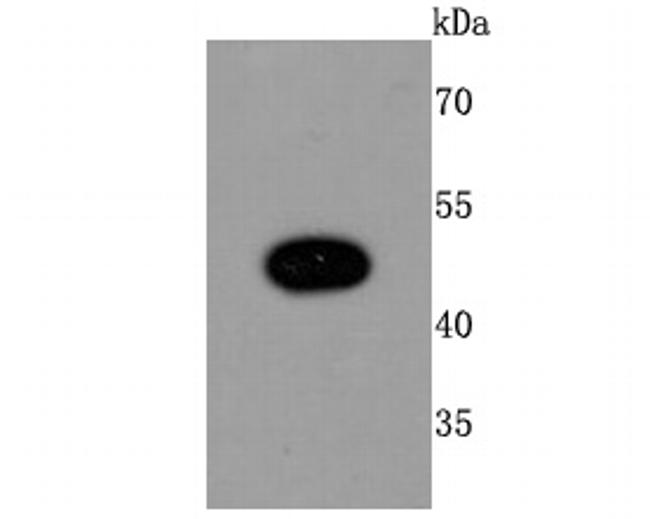 MYOD Antibody in Western Blot (WB)