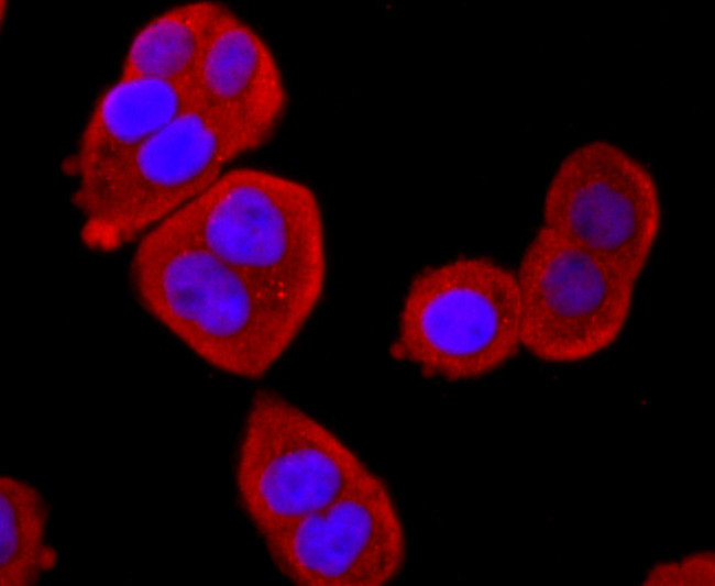 BID Antibody in Immunocytochemistry (ICC/IF)