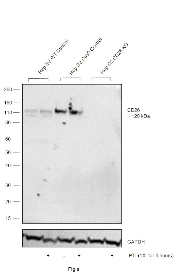 CD26 Antibody