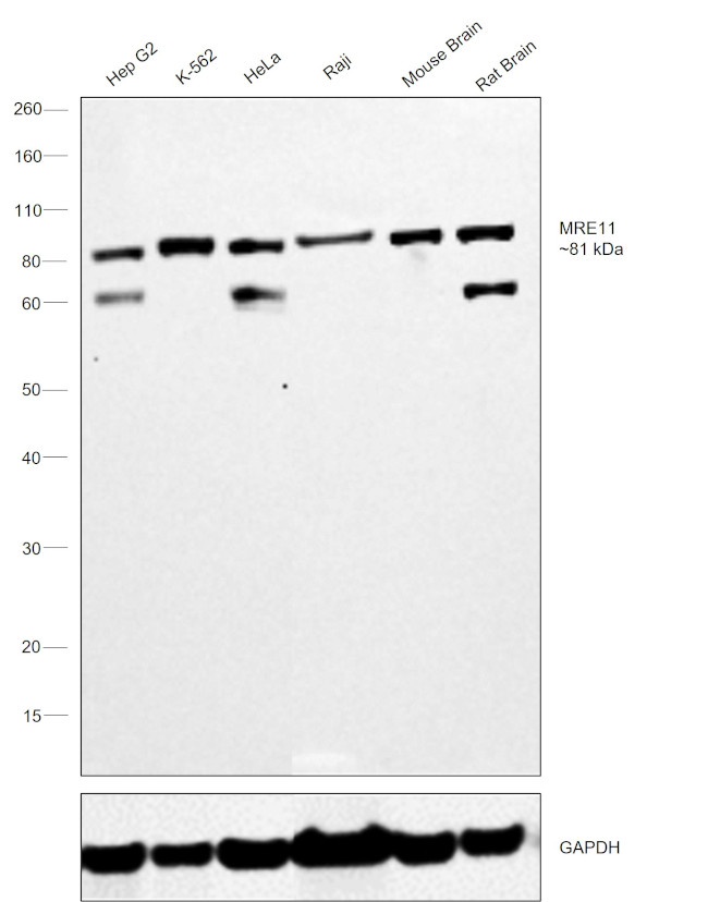 MRE11 Antibody in Western Blot (WB)