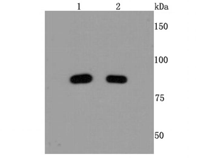 MRE11 Antibody in Western Blot (WB)