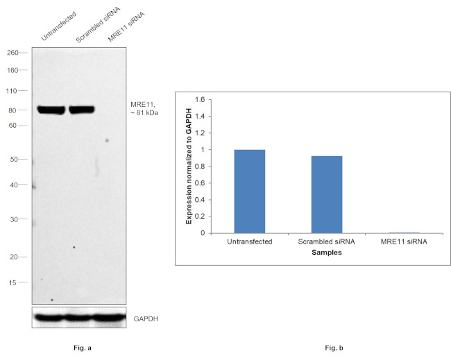 MRE11 Antibody in Western Blot (WB)