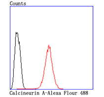 Calcineurin A Antibody in Flow Cytometry (Flow)