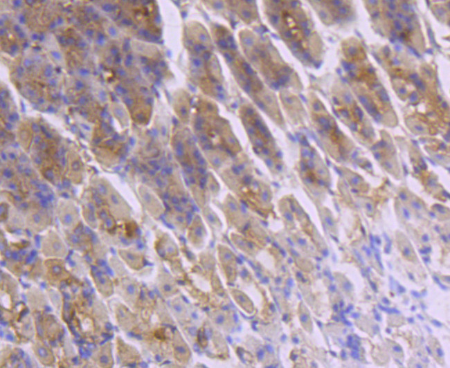 FGF21 Antibody in Immunohistochemistry (Paraffin) (IHC (P))