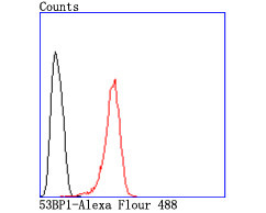 53BP1 Antibody in Flow Cytometry (Flow)