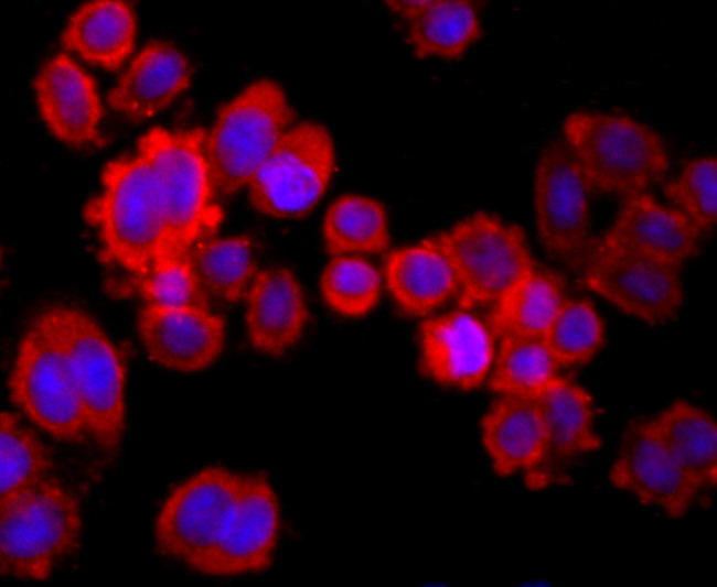 MUC2 Antibody in Immunocytochemistry (ICC/IF)