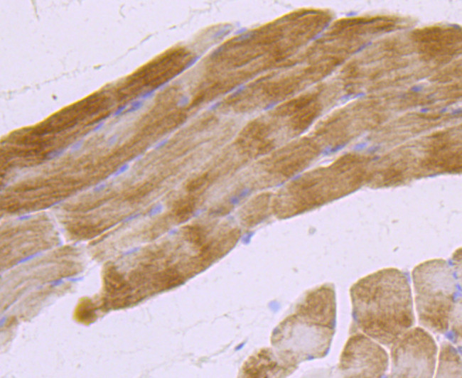 MUC2 Antibody in Immunohistochemistry (Paraffin) (IHC (P))