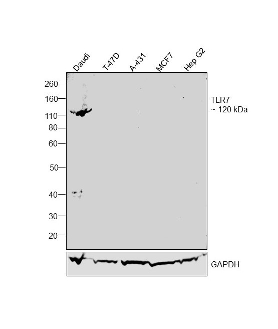 TLR7 Antibody in Western Blot (WB)